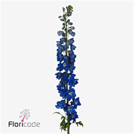 Delphinium Triton Da Blue 100cm