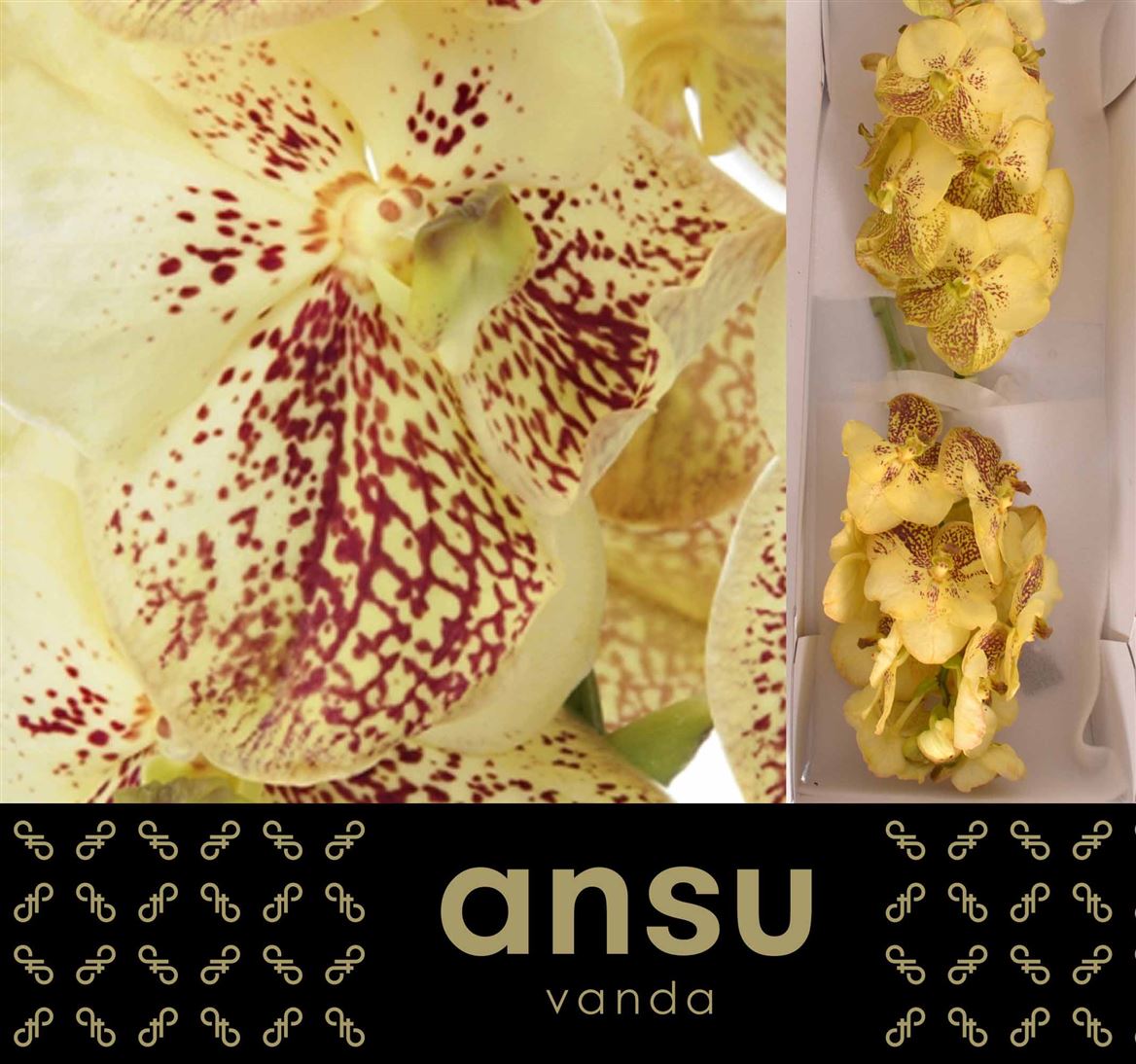 Vanda Orchid Sunanda Yellow Henna