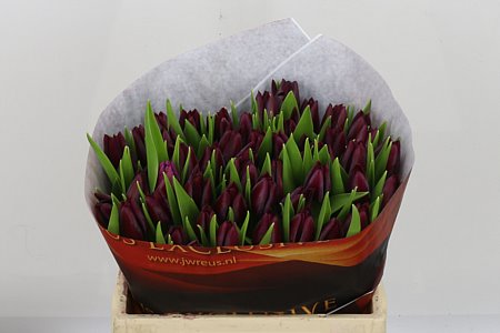 Tulip Ronaldo Unique 36cm