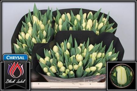 Tulip Creme Fraiche 36cm