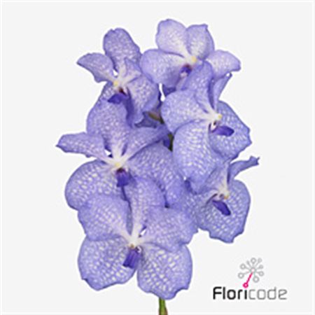 Vanda Orchid Angelite