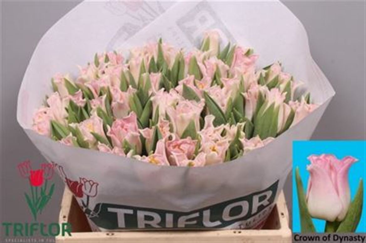 Tulip Crown Crown Dynasty 36cm