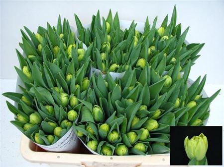 Tulip Double Yello Margarit 38cm