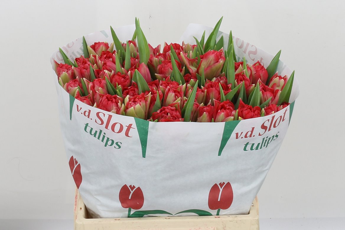 Tulip Double Double Twist 40cm