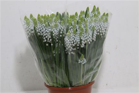 Muscari Manon Light Blue 26cm