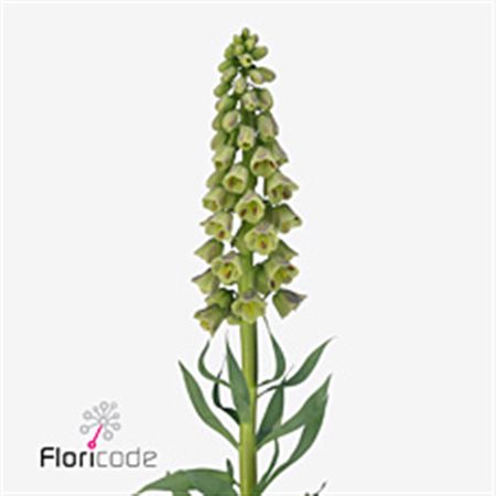 Fritillaria Magic Bells 90cm