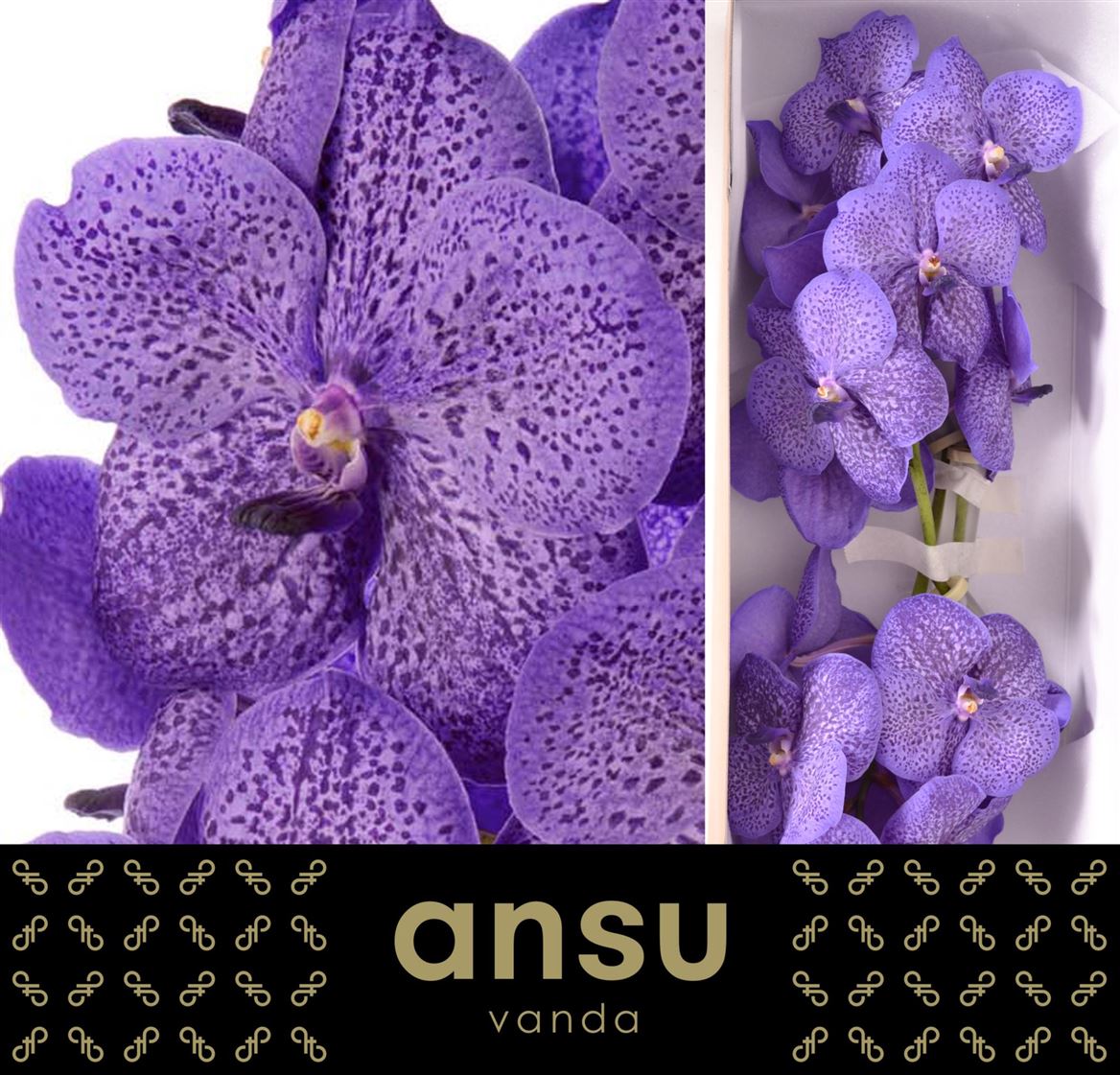 Vanda Orchid Lavender Sprinkles