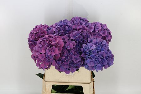 Hydrangea M Fa Devine 60cm