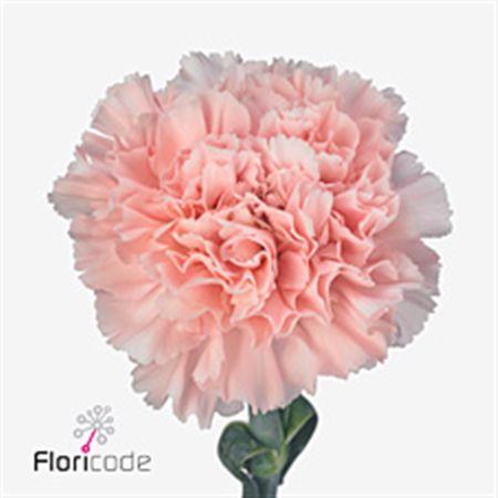 Carnation Single Alcazar 65cm