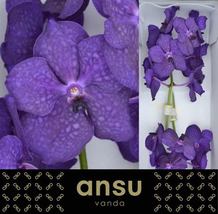 Vanda Orchid Deep Blue