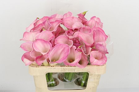 Calla Lilly Capt Alma 50cm