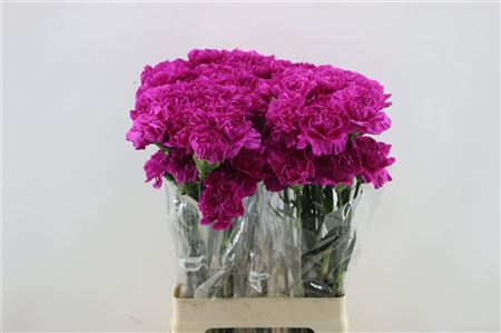 Carnation Single Tiepolo Fucsia 65cm