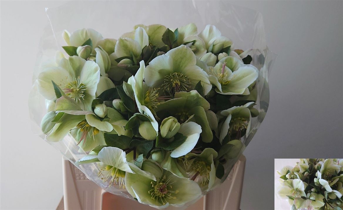 Hellebores Frk Mollys Whit 40cm