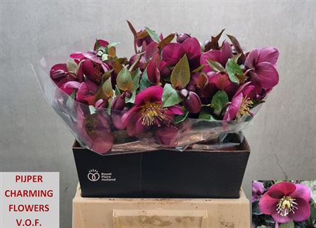 Hellebores Frk Annas Red 45cm