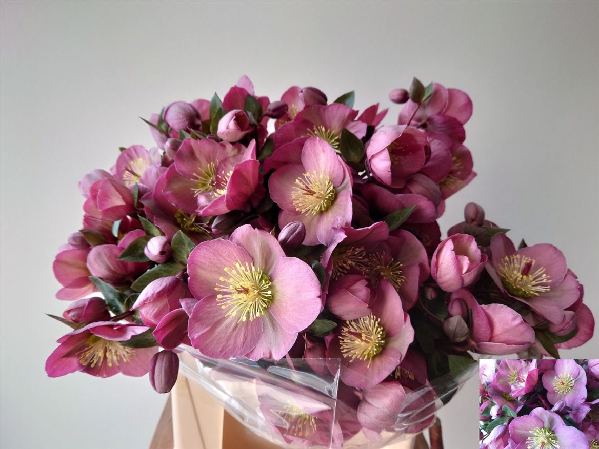 Hellebores Frk Pennys Pink 45cm