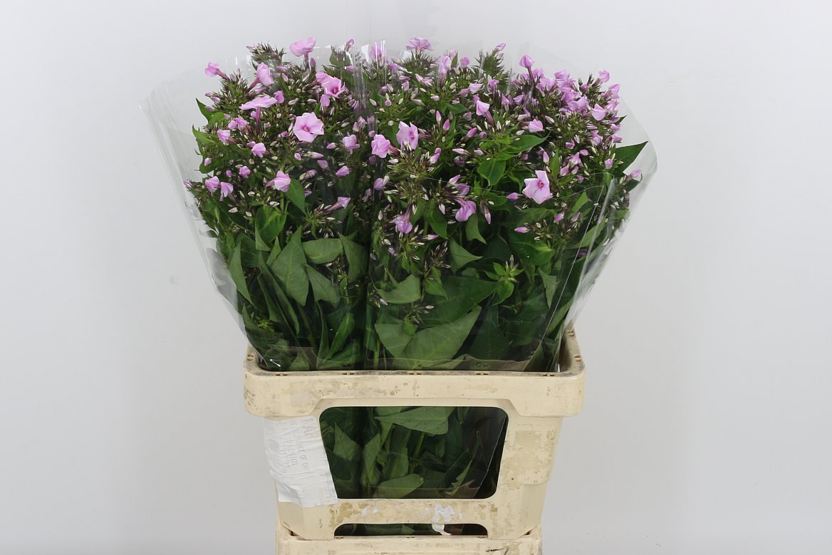 Phlox Sweet Lexy 65cm