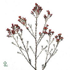 Chamelaucium (Waxflower) Knop Red 60cm