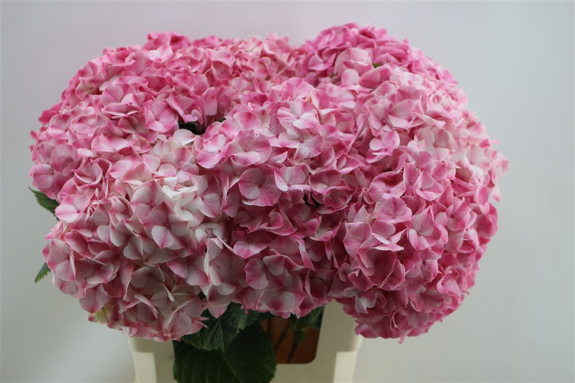 Hydrangea M Marble 60cm