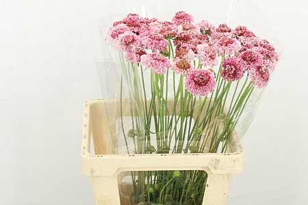 Scabious At Corneille 60cm