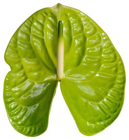 Anthurium A Overig Groen