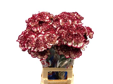 Carnation Single Bacarat Purple 70cm