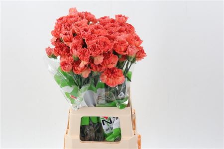 Carnation Single Mandarin 70cm