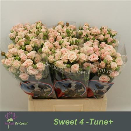 Rose Spray Sweet 4 Tune+ 60cm