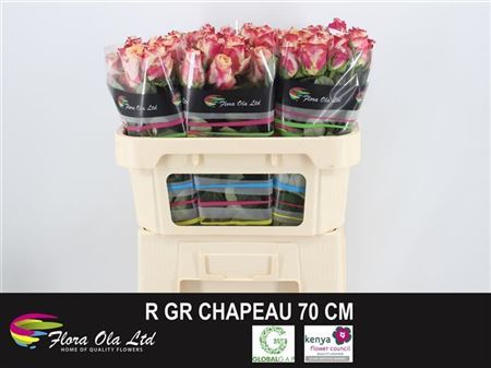 Rose Chapeau 50cm