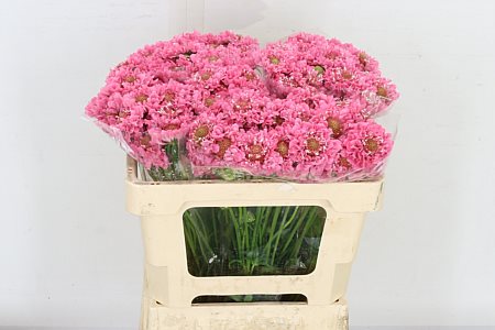 Scabious At Candy Scoop 70cm