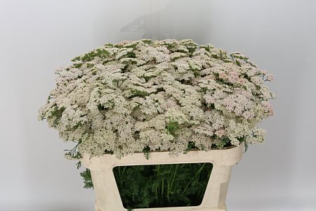 Achillea M Anita Champ 55cm