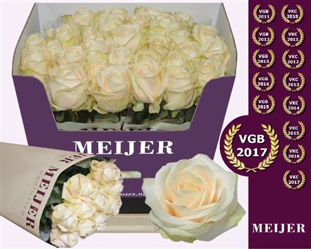 Rose Four Seasons+ Meijer 50cm