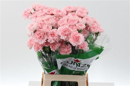 Carnation Single Doncel 65cm