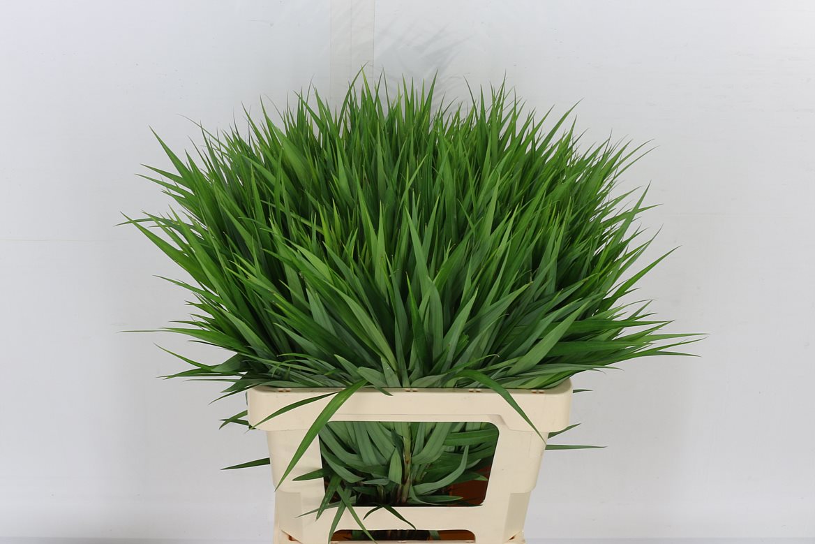 Carex Ph Gr Sparkler 60cm