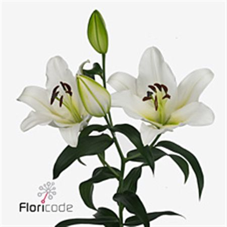 Lily Oriental Martine 3+ 100cm