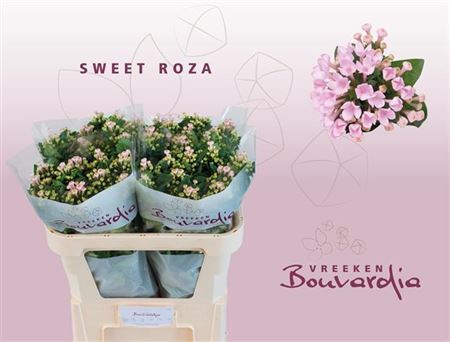 Bouvardia En Sweet Roza 60cm