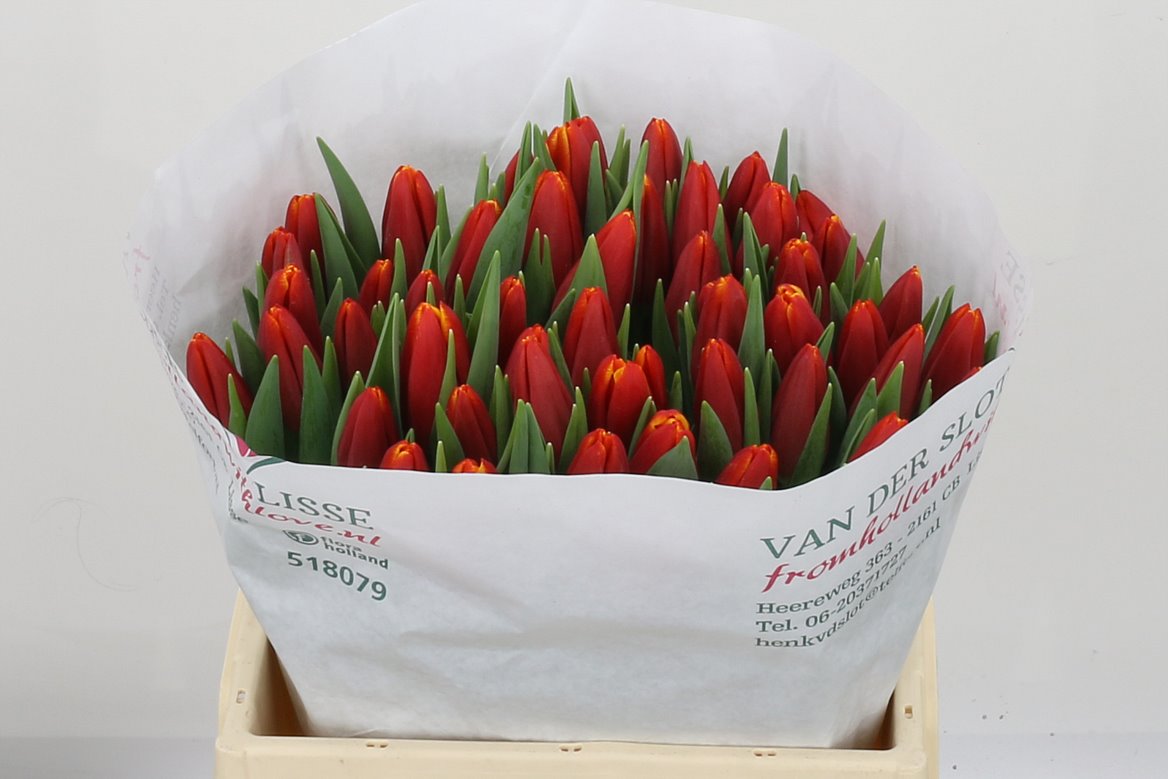 Tulip Choice 38cm