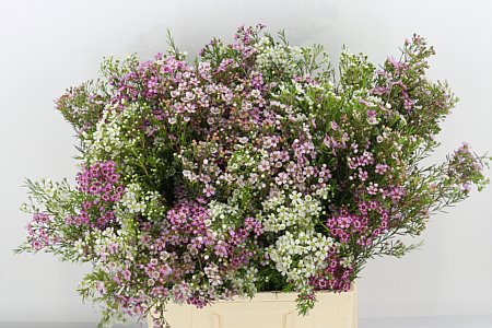 Chamelaucium (Waxflower) Gem In Bos 70cm