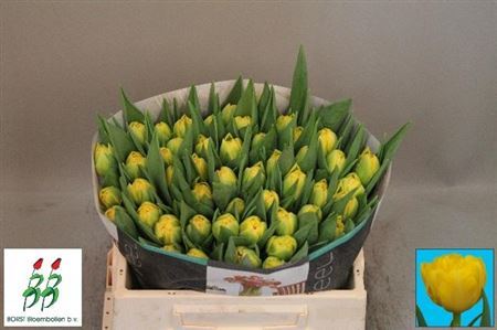 Tulip Double Homerun 36cm