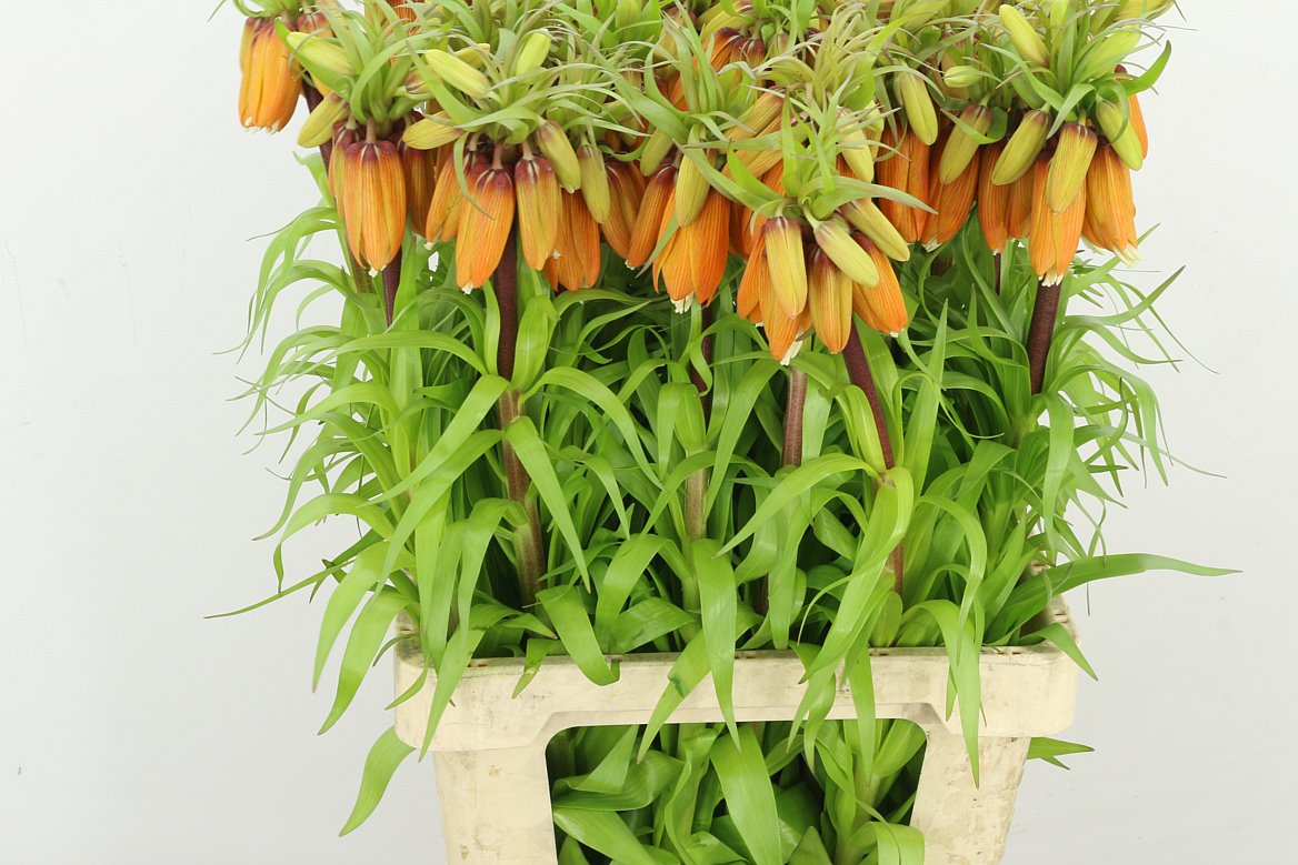 Fritillaria Imp Orang Sweet 65cm