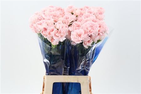 Carnation Single Maruchi Light Pink 65cm