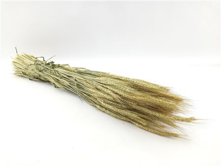 Siergrass Triticum Aestivum 70cm