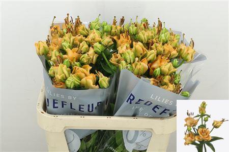 Lily La. Apricot Fudge 75cm