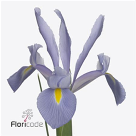 Iris Shanghai 60cm
