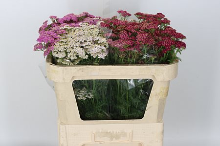 Achillea Gem 60cm