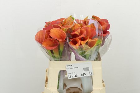 Calla Lilly Sunset Passion 40cm