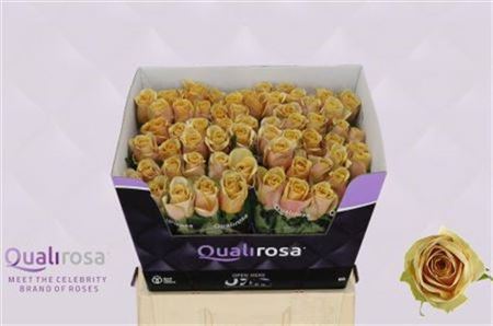 Rose Golden Mustard 60cm