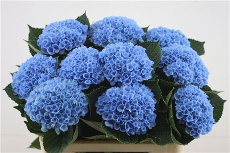 Hydrangea M Revol Blue 60-14cm