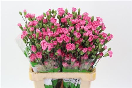 Carnation Spray Lollypop Rs Select 65cm