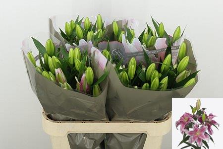 Lily Oriental Du Rl Doria 80cm