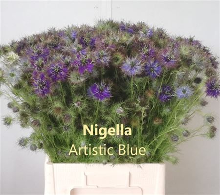 Nigella D Artist Blu Bs 65cm